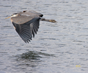 Great Blue Heron 4286